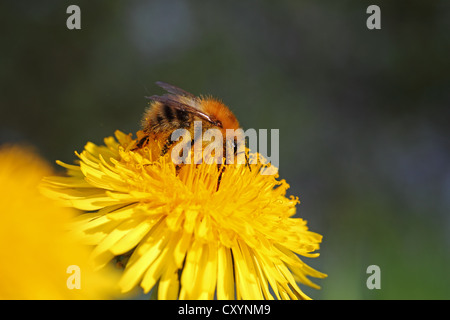 Bumblebee (Bombus sp.), alimentazione su un fiore di tarassaco (Taraxacum sp.), vista in dettaglio Foto Stock