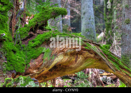 Radici di abete, MOSS, foreste di abete rosso, foresta protetta, vicino Steinhausen, Baden-Wuerttemberg Foto Stock