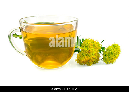 La guarigione tè alle erbe in una ciotola di vetro con fiori la Rhodiola rosea è isolato su sfondo bianco Foto Stock