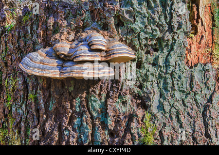 Rosso polypore nastrati (Fomitopsis pinicola) su un tronco di albero, bosco di protezione, vicino Steinhausen, Baden-Wuerttemberg Foto Stock