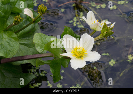 Marsh marigold Caltha palustris var. alba Foto Stock