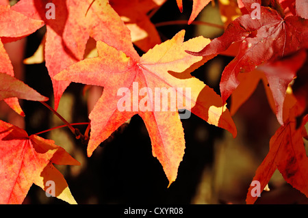 Dolce americano Gum, Sweetgum, redgum (Liquidambar styraciflua), le foglie in autunno, Renania settentrionale-Vestfalia Foto Stock