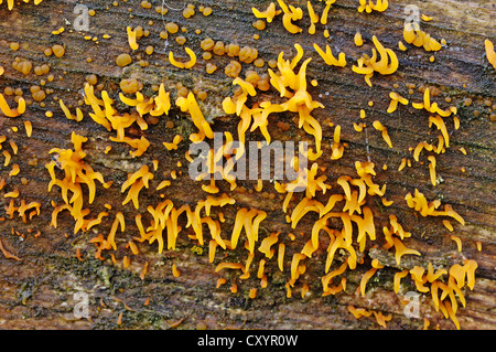 Piccolo fungo Stagshorn (Calocera cornea), Renania settentrionale-Vestfalia Foto Stock