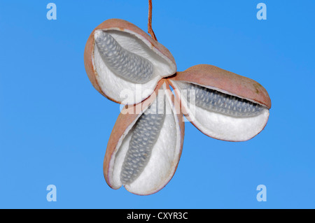 Vitigno di cioccolato, cinque-foglia (akebia quinata Akebia), frutti, che si trova in Asia orientale, piante ornamentali Foto Stock