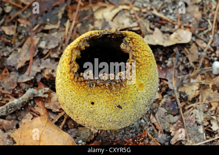 Earthball comune, veleno di maiale puffball (Scleroderma citrinum), polvere di corpo fruttifero, fungo velenoso, Gelderland Foto Stock