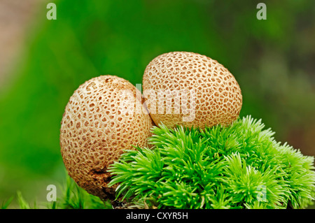 Earthball comune, veleno di maiale puffball (Scleroderma citrinum), il fungo velenoso, Gelderland, Paesi Bassi, Europa Foto Stock