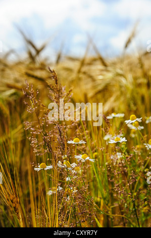 Erbe e margherite (Leucanthemum vulgare) in un campo di orzo, Grevenbroich, Renania settentrionale-Vestfalia Foto Stock