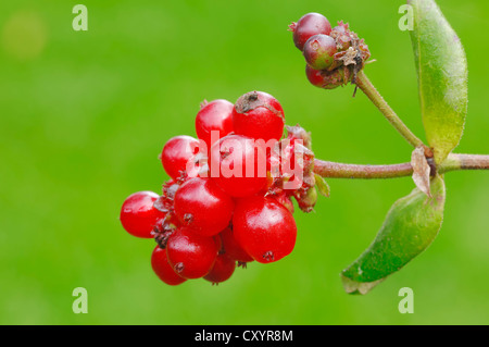 Capra-leaf caprifoglio, italiano (caprifoglio Lonicera caprifolium), bacche, Renania settentrionale-Vestfalia Foto Stock