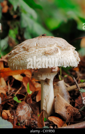 Shaggy parasol (Macrolepiota rhacodes var hortensis, Macrolepiota bohemica), Renania settentrionale-Vestfalia Foto Stock