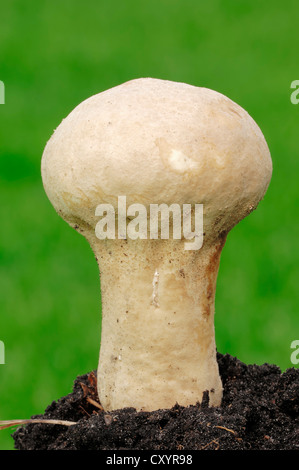 Pestello puffball, a stelo lungo (puffball Calvatia excipuliformis), Renania settentrionale-Vestfalia Foto Stock