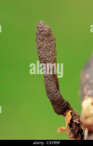 Uomo morto (dito Xylaria polymorpha), Renania settentrionale-Vestfalia Foto Stock