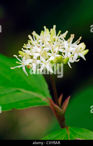 Sanguinella (Cornus sanguinea), fiori, Renania settentrionale-Vestfalia Foto Stock