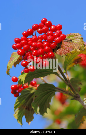 Viburno Rose, acqua sambuco, Cranberrybush europea, crampi corteccia, Snowball Tree bacche (Viburnum opulus), bacche Foto Stock