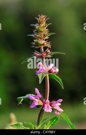 Marsh Woundwort o Marsh Hedgenettle (Stachys palustris), Renania settentrionale-Vestfalia Foto Stock