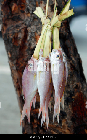 Pesce fresco in vendita appeso su foglie di palmo a un mercato di Fick a Dili, capitale di Timor Orientale Foto Stock