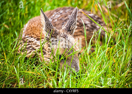 Il Roe Deer Fawn (Capreolus capreolus), che giace nascosta in erba, Timmendorf sull'isola di Poel, Meclemburgo-Pomerania Occidentale Foto Stock