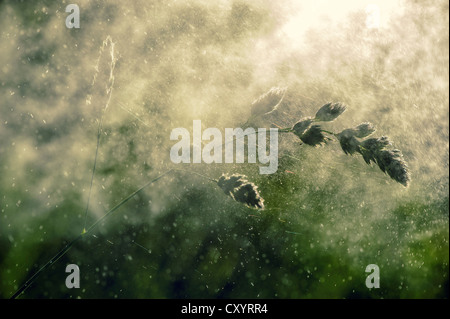 Erbe su un prato di mattina nebbia e vento, retro illuminato, contre jour Foto Stock