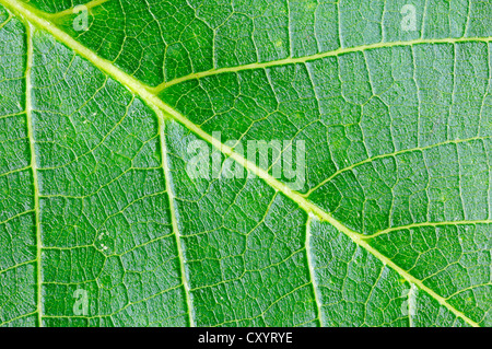 Noce persiano, inglese noce (Juglans regia), vista in dettaglio di una foglia Foto Stock