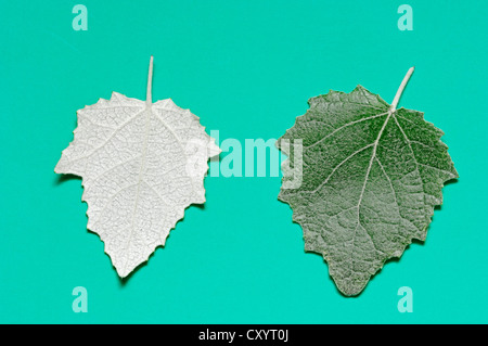 Argento pioppo (Populus alba), foglie Foto Stock