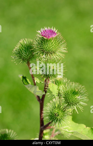Maggiore (bardana Arctium lappa), fioritura, Renania settentrionale-Vestfalia Foto Stock