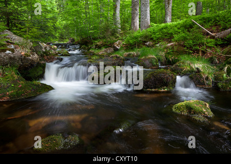 Kleine ohe river, a Mt Lusen, Foresta Bavarese, in Baviera Foto Stock