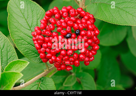 Wayfaring tree (Viburnum lantana), bacche, Renania settentrionale-Vestfalia Foto Stock