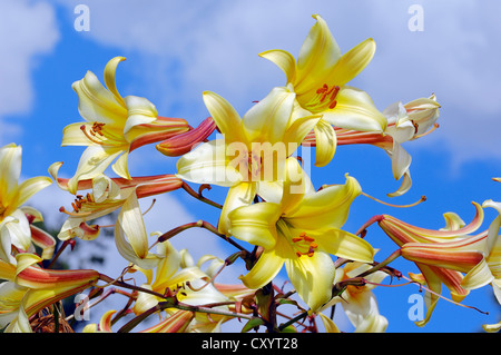 Regal (Lilium regale, Lilium myriophyllum), fiori, nativo di Cina, piante ornamentali, Renania settentrionale-Vestfalia Foto Stock