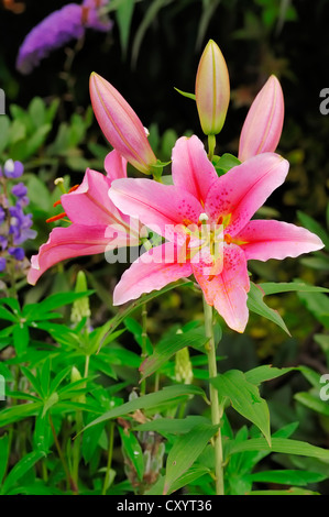 Ibrido asiatico lily (Lilium auratum ibrido), fiori e piante ornamentali, Renania settentrionale-Vestfalia Foto Stock