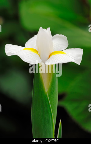Juno (Iris Iris magnifica var alba, Juno magnifica var alba), pianta di giardino, Renania settentrionale-Vestfalia Foto Stock