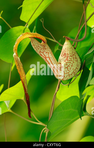 Monkey tazze, pianta brocca (Nepenthes sp.), che si trova in Africa, una pianta ornamentale, Renania settentrionale-Vestfalia Foto Stock