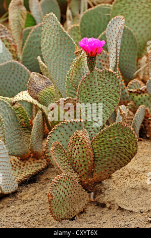 Coda di castoro cactus (Opuntia basilaris), fioritura, Arizona, Stati Uniti d'America Foto Stock