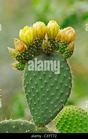 Indian fig opuntia, barberia fig (Opuntia ficus-indica), fioritura, piante ornamentali, Renania settentrionale-Vestfalia Foto Stock