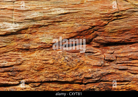 Pietrificati tronco di albero, vista dettagliata, Arizona, Stati Uniti d'America Foto Stock