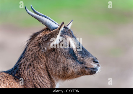 Pigmeo di capra, ritratto, Grevenbroich, Renania settentrionale-Vestfalia Foto Stock