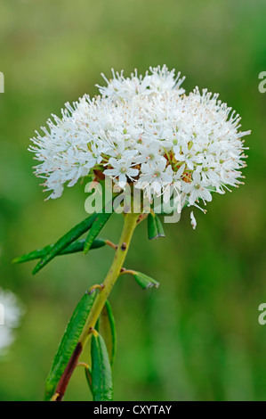 Marsh labrador tea (Rhododendron tomentosum, Ledum palustre, rododendro palustre), fioritura, Renania settentrionale-Vestfalia Foto Stock