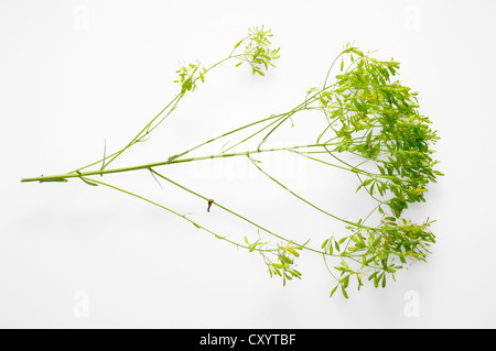 Guado (Isatis tinctoria), che si trova in Asia occidentale, coltivata come un impianto di colorante in Europa, nella Renania settentrionale-Vestfalia Foto Stock