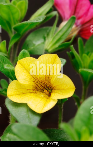 Milioni di campane (Calibrachoa ibrido), fiore pianta di giardino, Renania settentrionale-Vestfalia Foto Stock