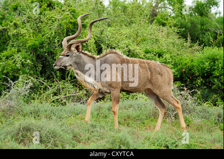 Maschio kudu maggiore in Addo Elephant National Park, Capo orientale, Sud Africa Foto Stock