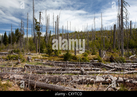 Deperimento forestale vicino Siebensteinkopf montagna nella foresta bavarese, in Baviera, PublicGround Foto Stock