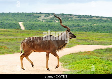 Maschio kudu maggiore in Addo Elephant National Park, Capo orientale, Sud Africa Foto Stock