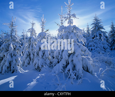 Coperta di neve abete rosso (Picea abies), Foresta Turingia, Turingia Foto Stock