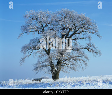 Solitario vecchia quercia (Quercus robur), con una panca in legno nella neve, Turingia Foto Stock