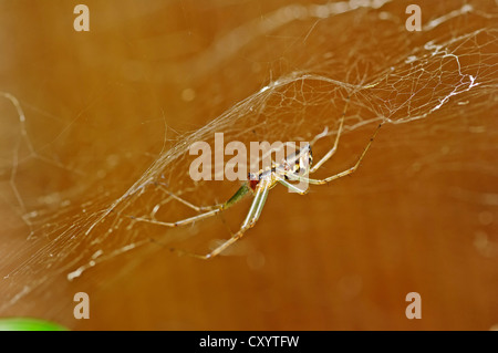 Amaca comune-weaver (Linyphia triangularis), seduti su una ragnatela, Renania settentrionale-Vestfalia Foto Stock