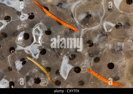 Frogspawn in uno stagno a Wotachschlucht Gorge, Foresta Nera, Baden-Wuerttemberg Foto Stock