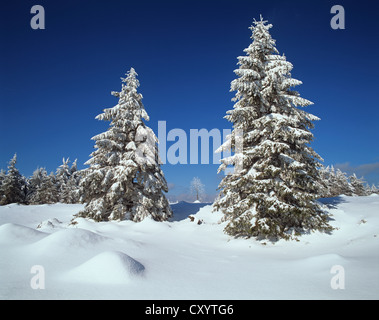 Coperte di neve abete rosso (Picea abies) in corrispondenza del bordo della Beerbergmoor Riserva Naturale, un rilievo montane bog, vicino Schmuecke, Foto Stock