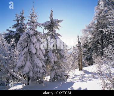 Paesaggio invernale in Grosser Inselsberg riserva naturale nei pressi di Brotterode, Foresta Turingia, Turingia Foto Stock