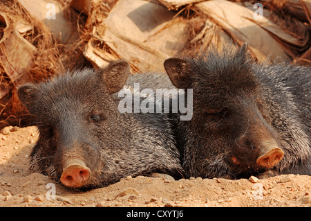 Acciuffato pecari (Pecari tajacu, Tayassu tajacu), che si trova in Nord America, captive, Repubblica Ceca, Europa Foto Stock