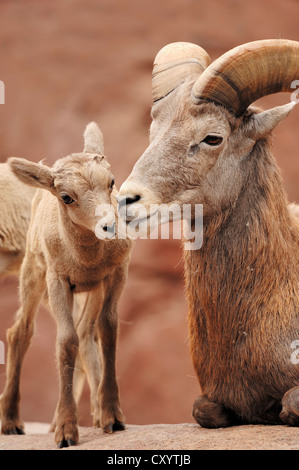 Desert bighorn (Ovis canadensis nelsoni, Ovis canadensis californiana), ram con agnello, trovato in Nord America, captive Foto Stock
