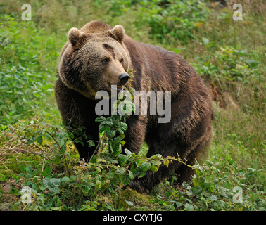 Unione l'orso bruno (Ursus arctos) racchiusi in un zona del Parco Nazionale della Foresta Bavarese, Bavaria Foto Stock