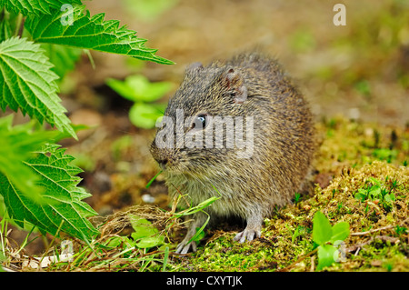 Brasiliano di cavia (cavia aperea), che si trova in Sud America, captive Foto Stock